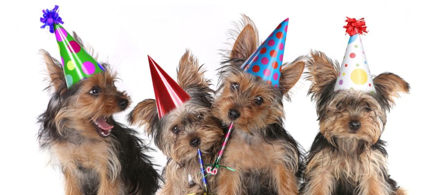 Yorkshire terriers celebrating