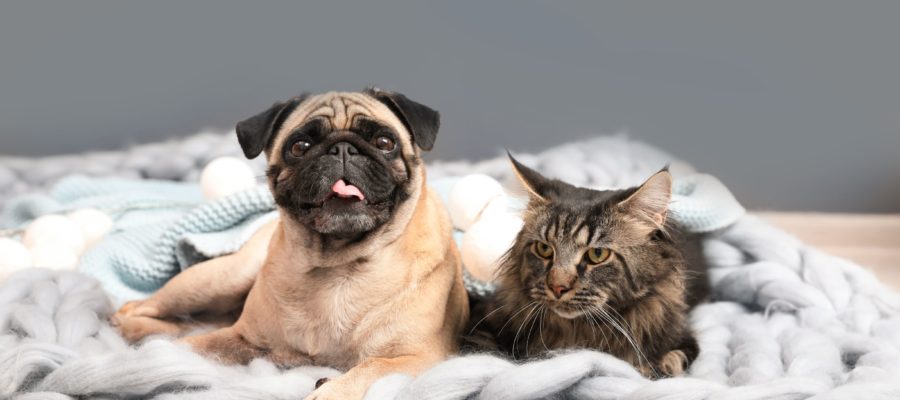A pug and a cat