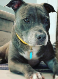 Sasha - pit bull rescue dog